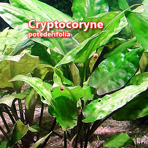 Cryptocoryne potederifolia